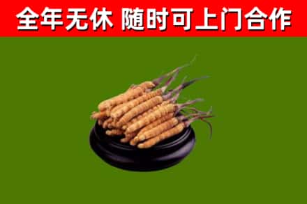 崇义县回收散虫草